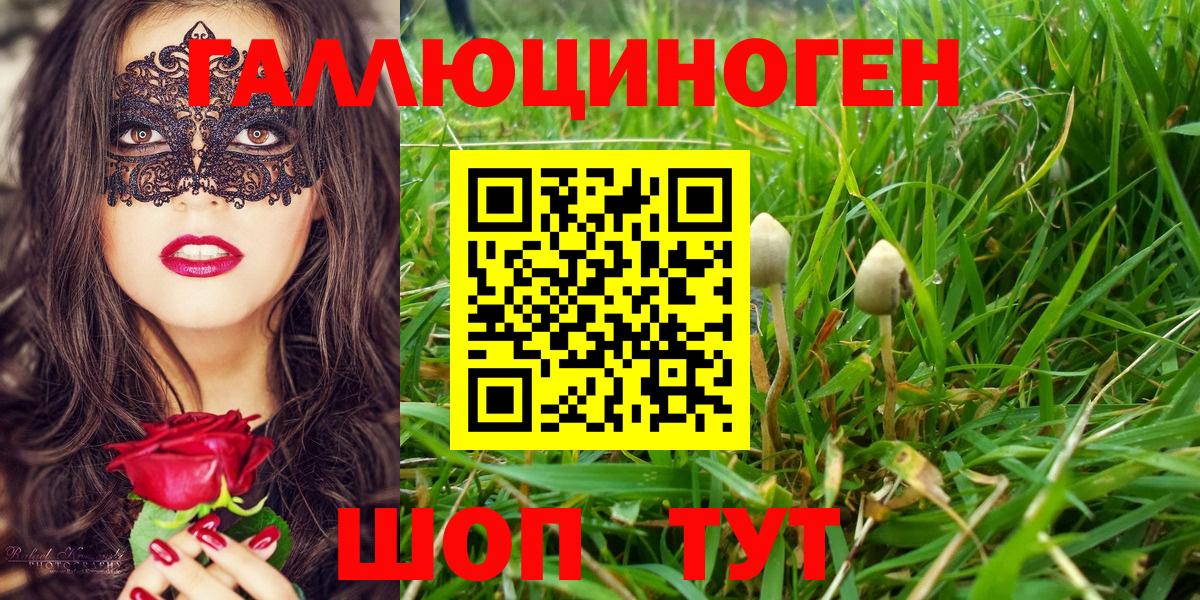 Галлюциногенные грибы Psilocybine cubensis Петропавловск-Камчатский